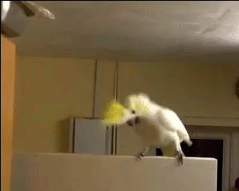 002542kj0mwjvw2rjmjjmm.gif